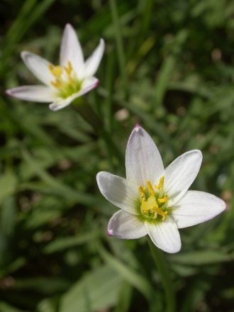 Zephyranthes minima