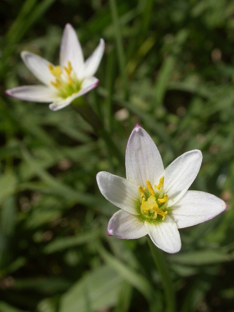Zephyranthes minima
