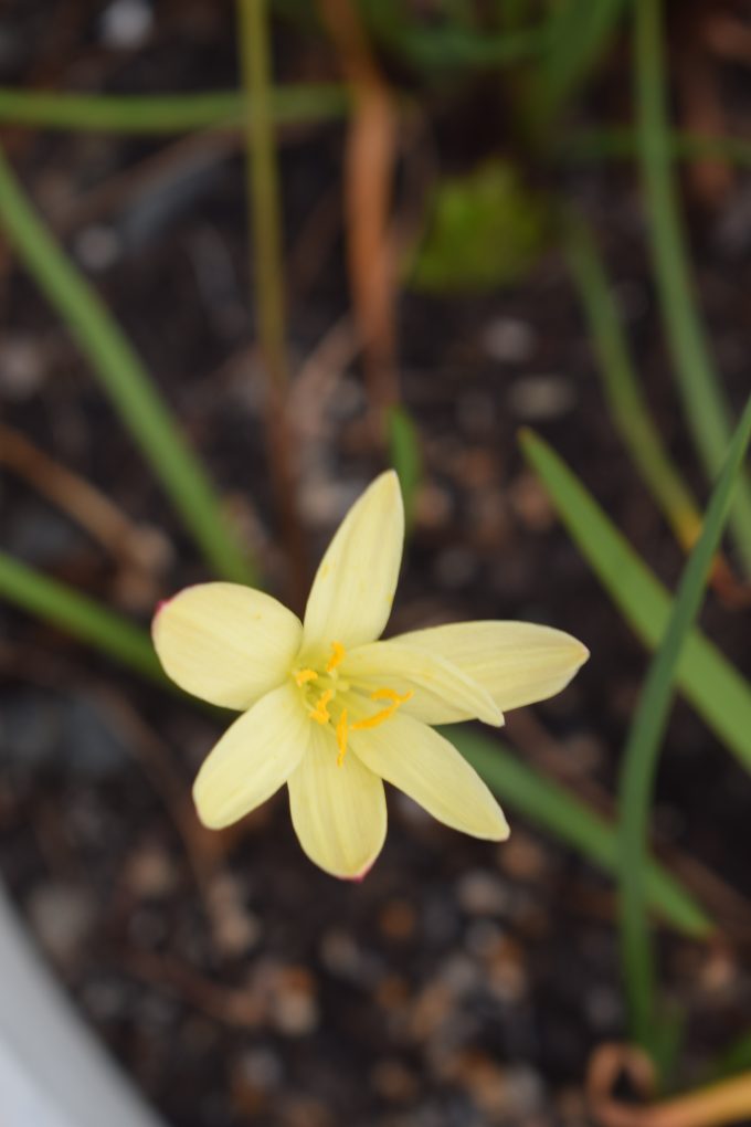 Zephyranthes primulina 20 seeds