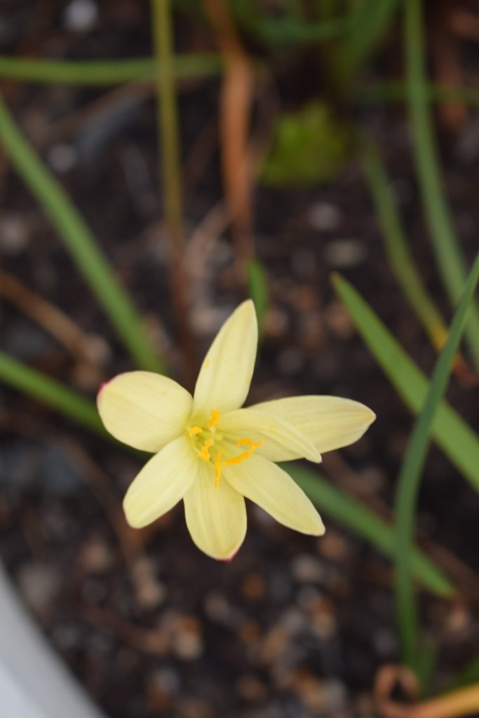 Zephyranthes primula