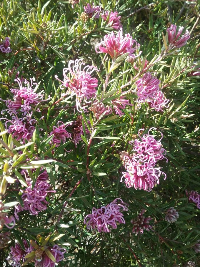 Grevillea Amethyst Australian native plant