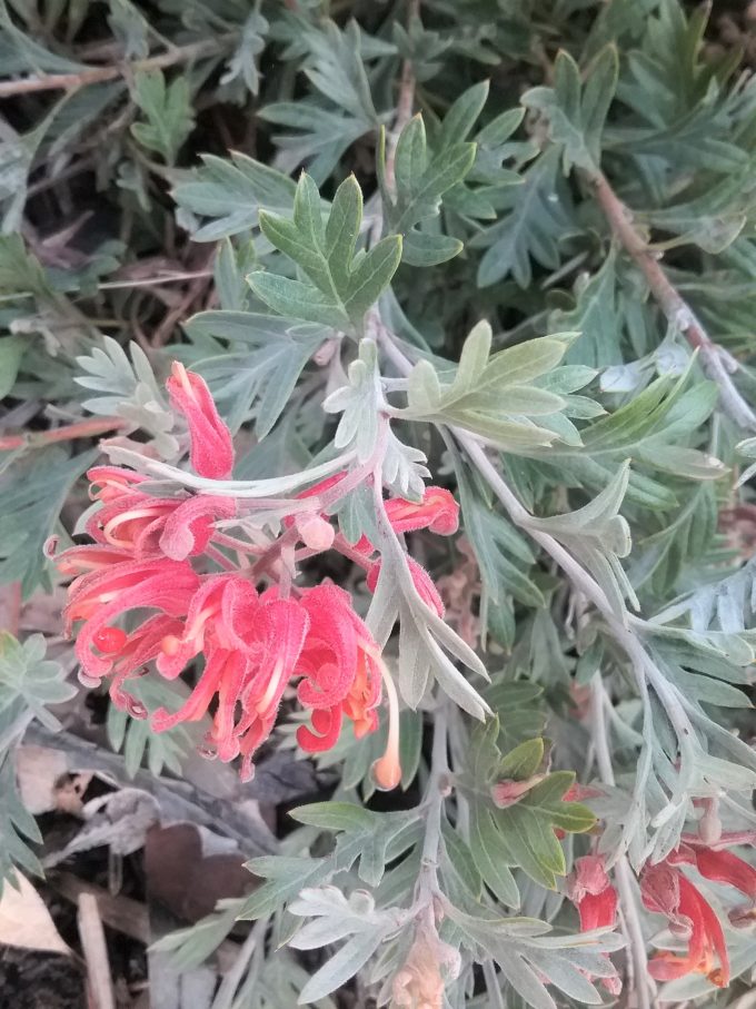 Grevillea Mallee Embers Australian native plant