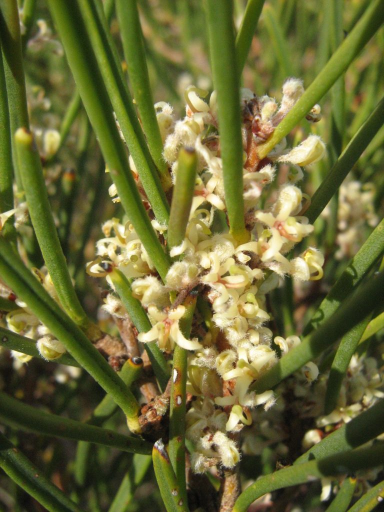 hakea-candolleana-in-125mm-pot-trigg-plants