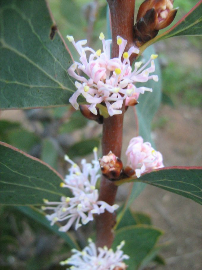 Hakea neurophylla Australian native plant