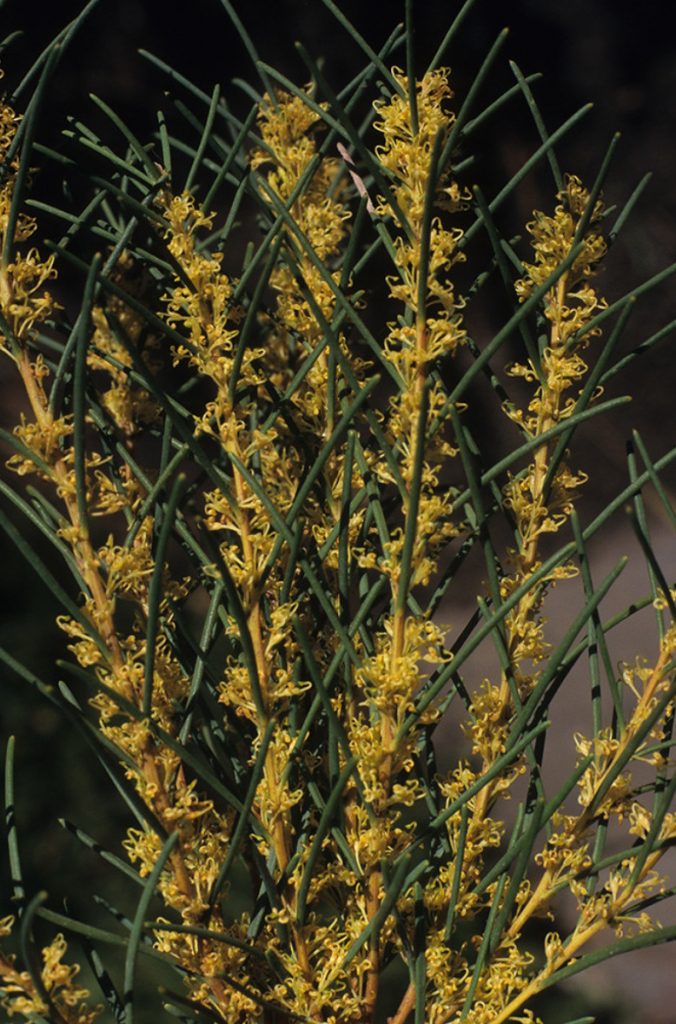 Hakea nodosa Australian native plant