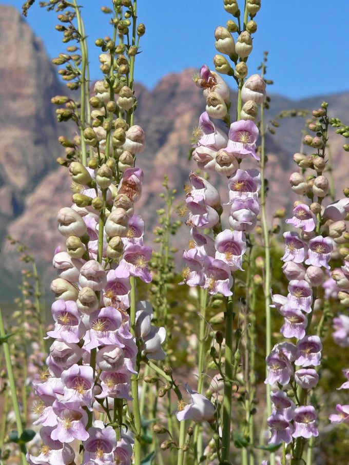 Penstemon palmeri perennial plant