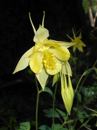 Aquilegia chrysantha perennial plant