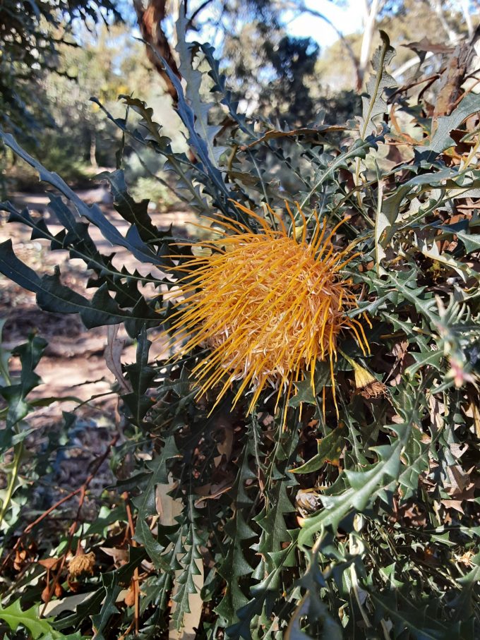 Dryandra nobilis (syn Banksia) in 50mm Forestry Tube