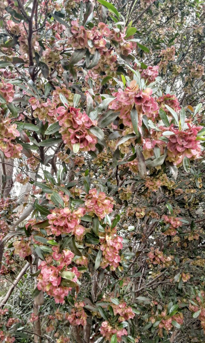 Dodonaea viscos ssp angustifolia Australian native plant