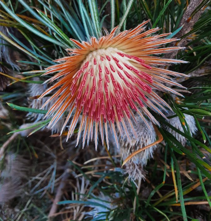 Banksia splendida (syn Dryandra speciosa) Australian native plant