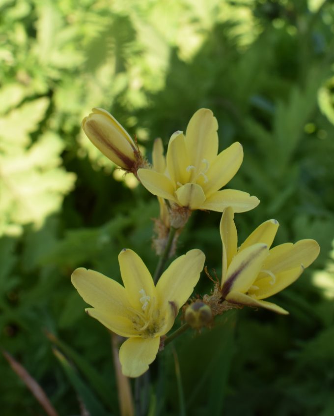 Sparaxis fragrans