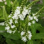 Verbena hastata white form perennial plant