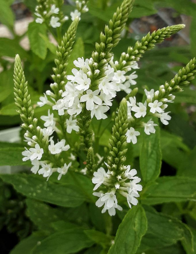 Verbena hastata white form perennial plant