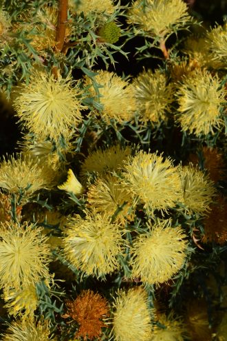 Banksia polycephala Australian native plant