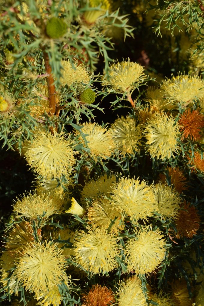 Banksia polycephala Australian native plant