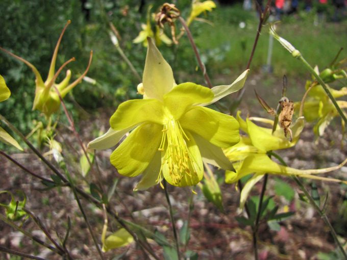 Aquilegia longissima perennial plant