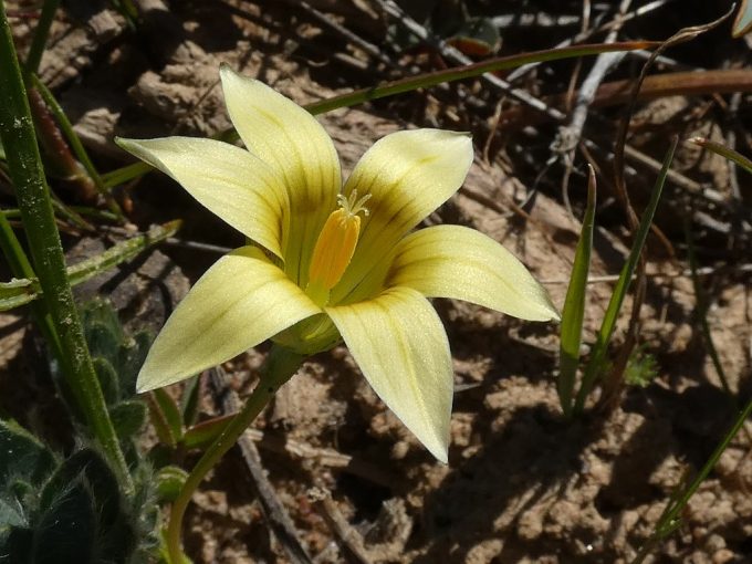 Romulea hirta