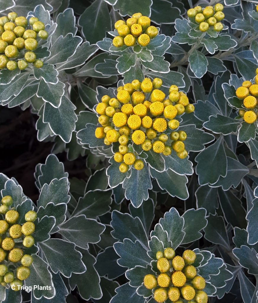 Ajania pacifica perennial plant