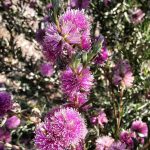 Melaleuca sapientes Australian native plant
