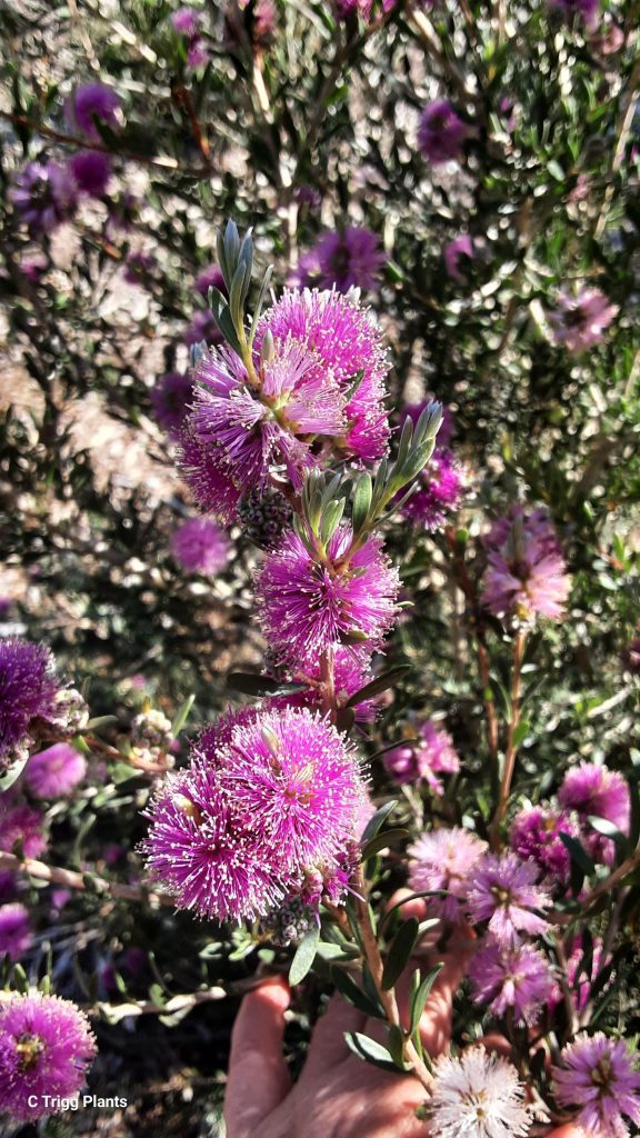 Melaleuca sapientes Australian native plant