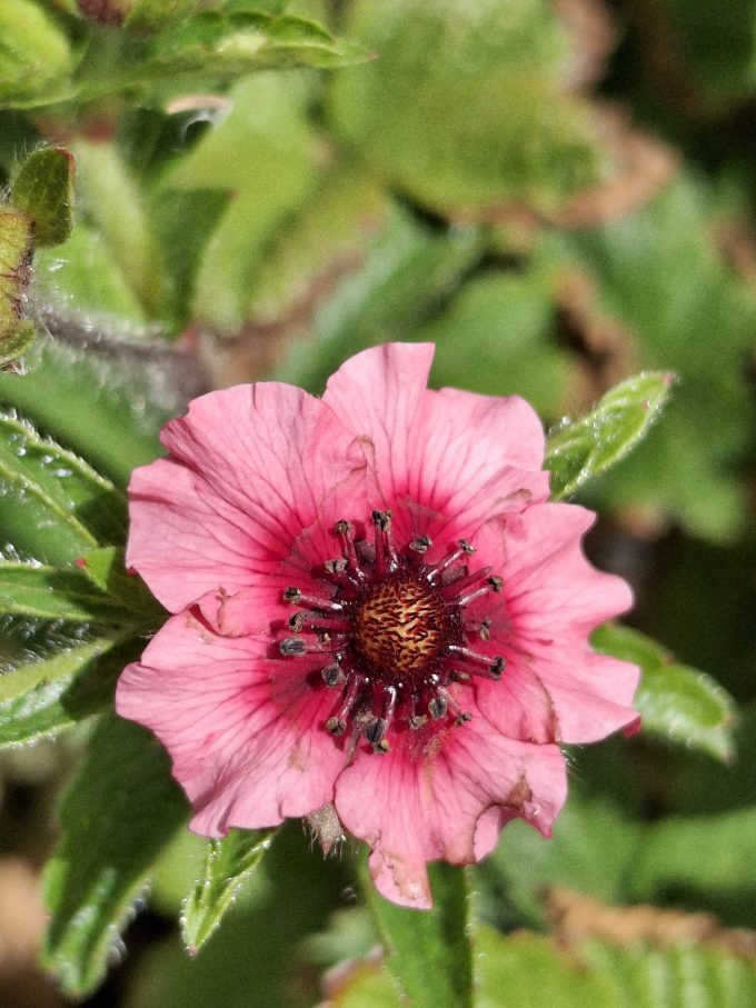 Potentilla Miss Wilmott perennial plant