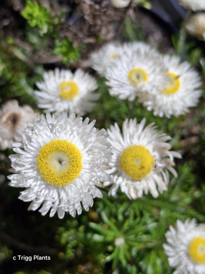 Chrysocephalum baxteri - small paper daisy