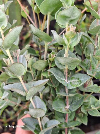 Eucalyptus horistes Australian native plant