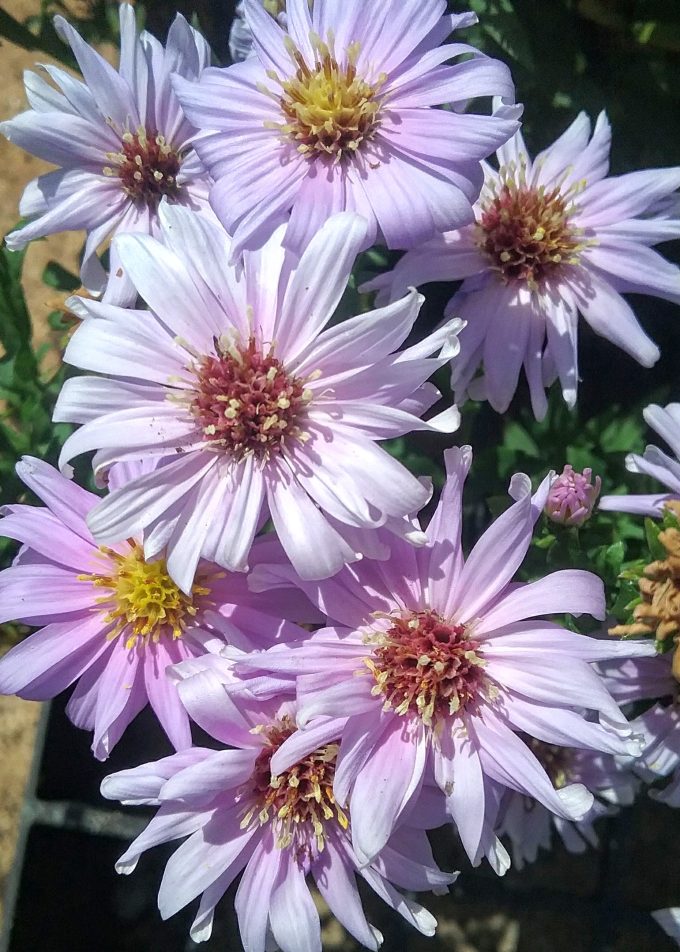 Aster laevis Norah Lindsay (Easter Daisy) Bare Rooted