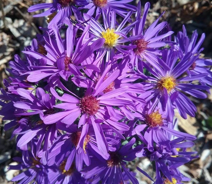 Aster laevis Orpheus (Easter Daisy) Bare Rooted