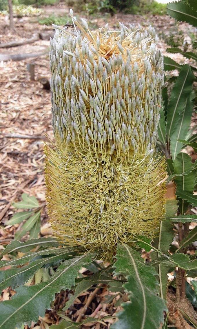 Banksia aemula - Australian Native Plant