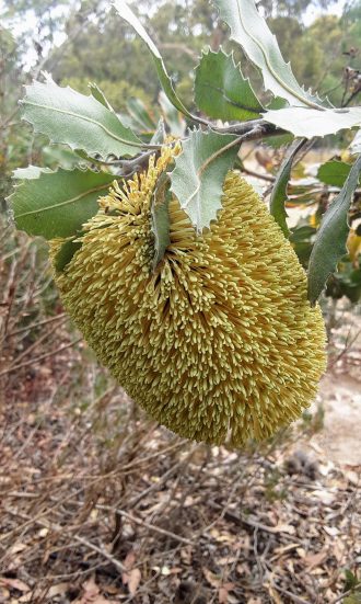 Banksia lemanniana in 50mm Forestry Tube