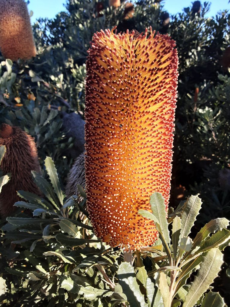 Banksia media - Australian Native Plant