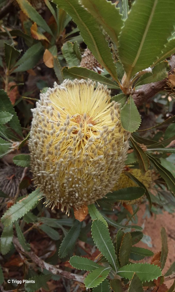 Banksia ornata - Australian Native Plant