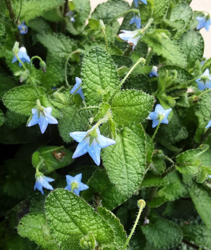 Borago pygmae - Unusual Perennial Plant