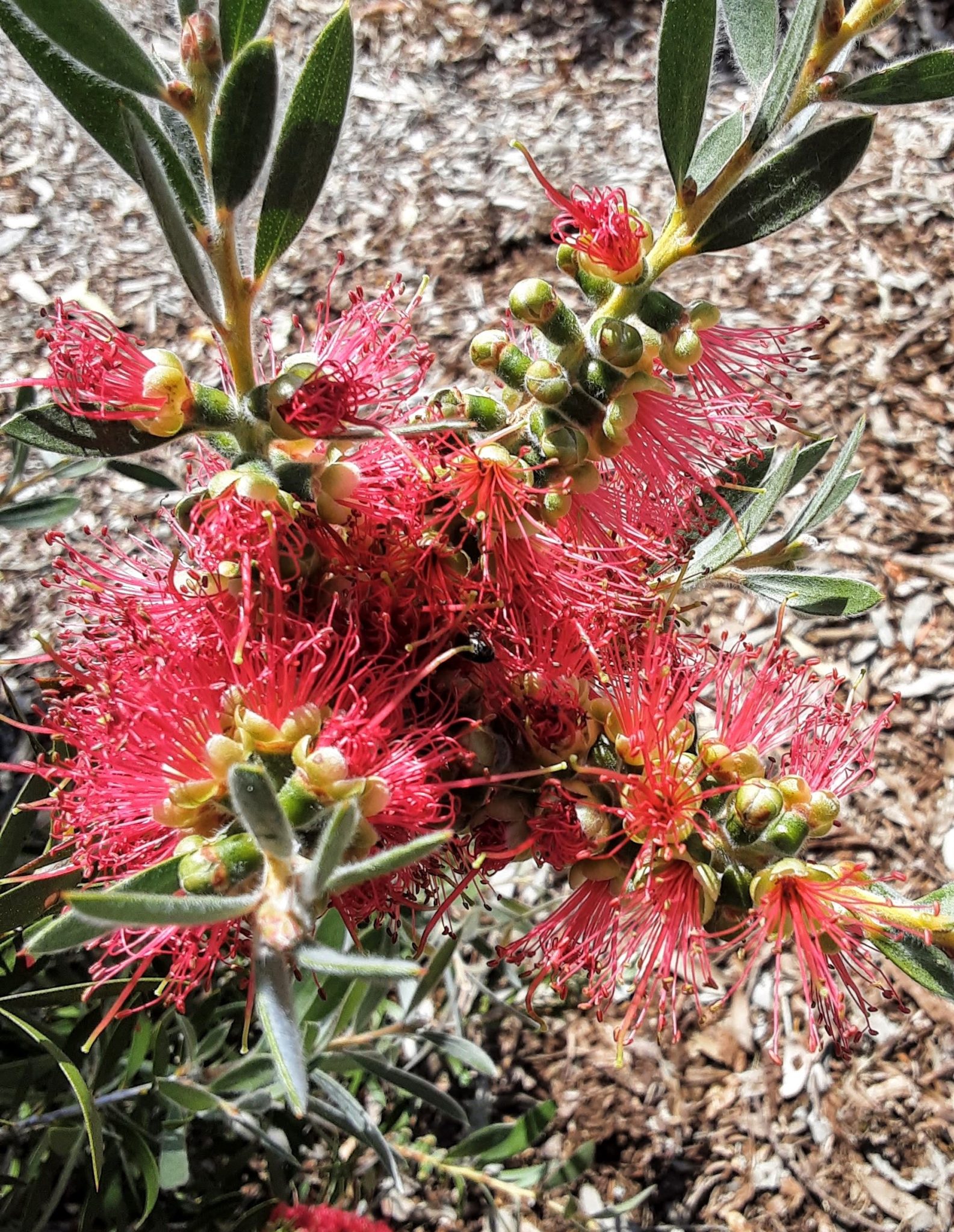 Callistemon montanus in 68mm Super Tube – Trigg Plants