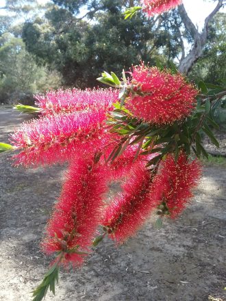 Callistemon recurvus - hardy Australian native plant