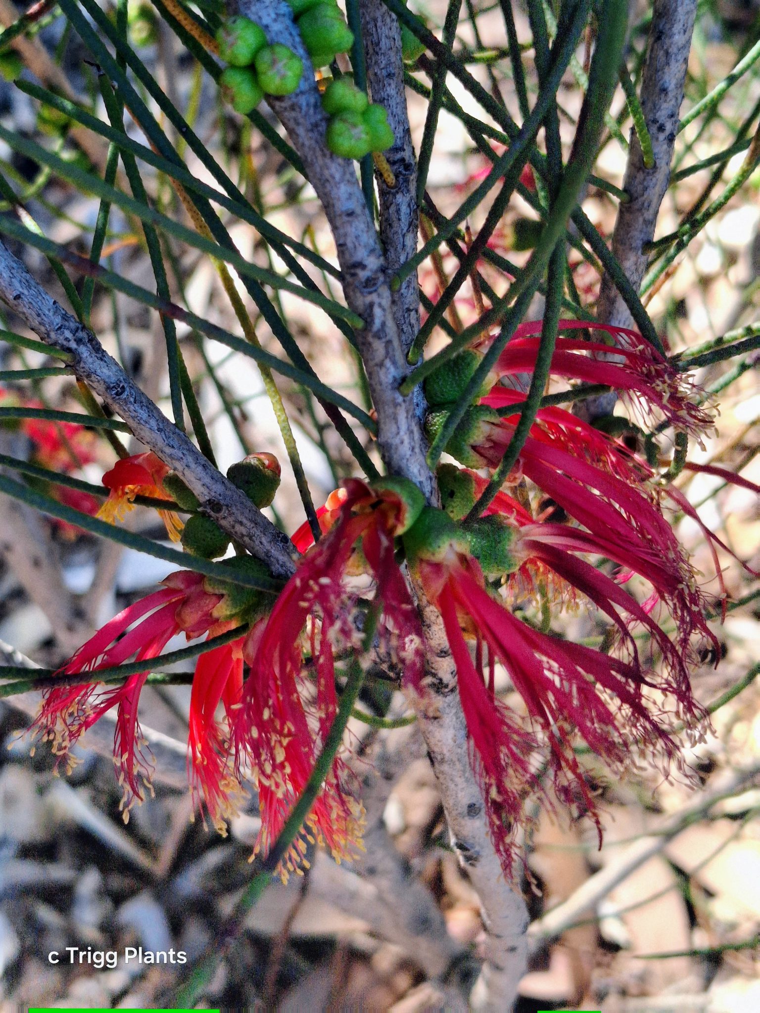 Calothamnus gilesii in 50mm Forestry Tube – Trigg Plants