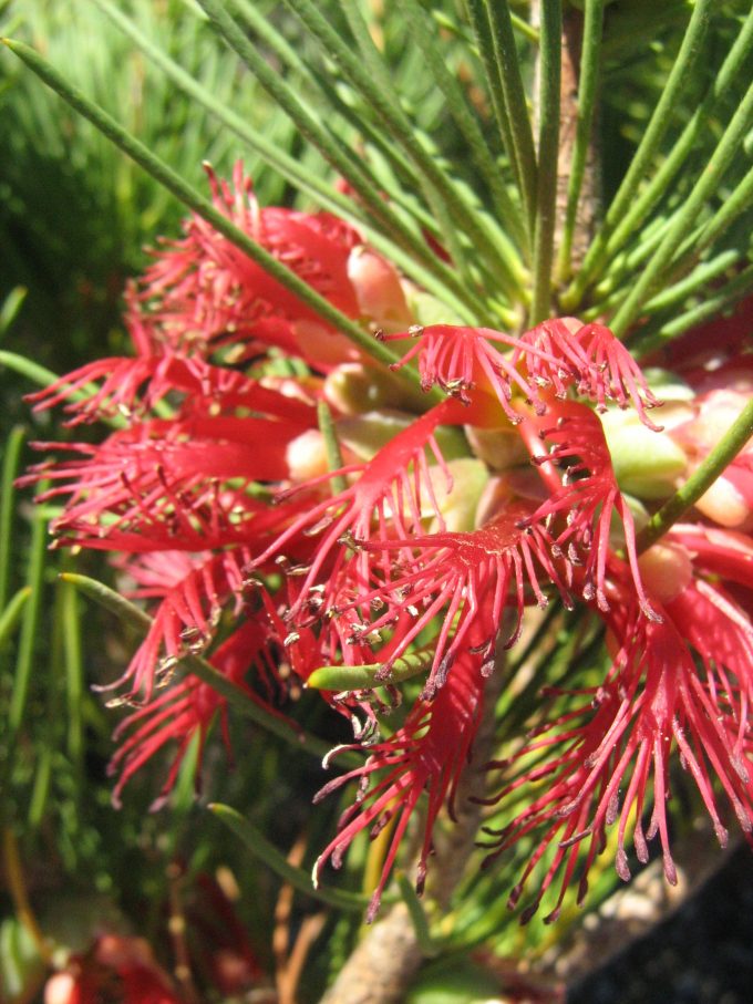 Calothamnus graniticus Australian native plant