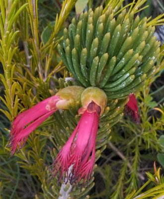 Calothamnus robustus - Australian Native Plant