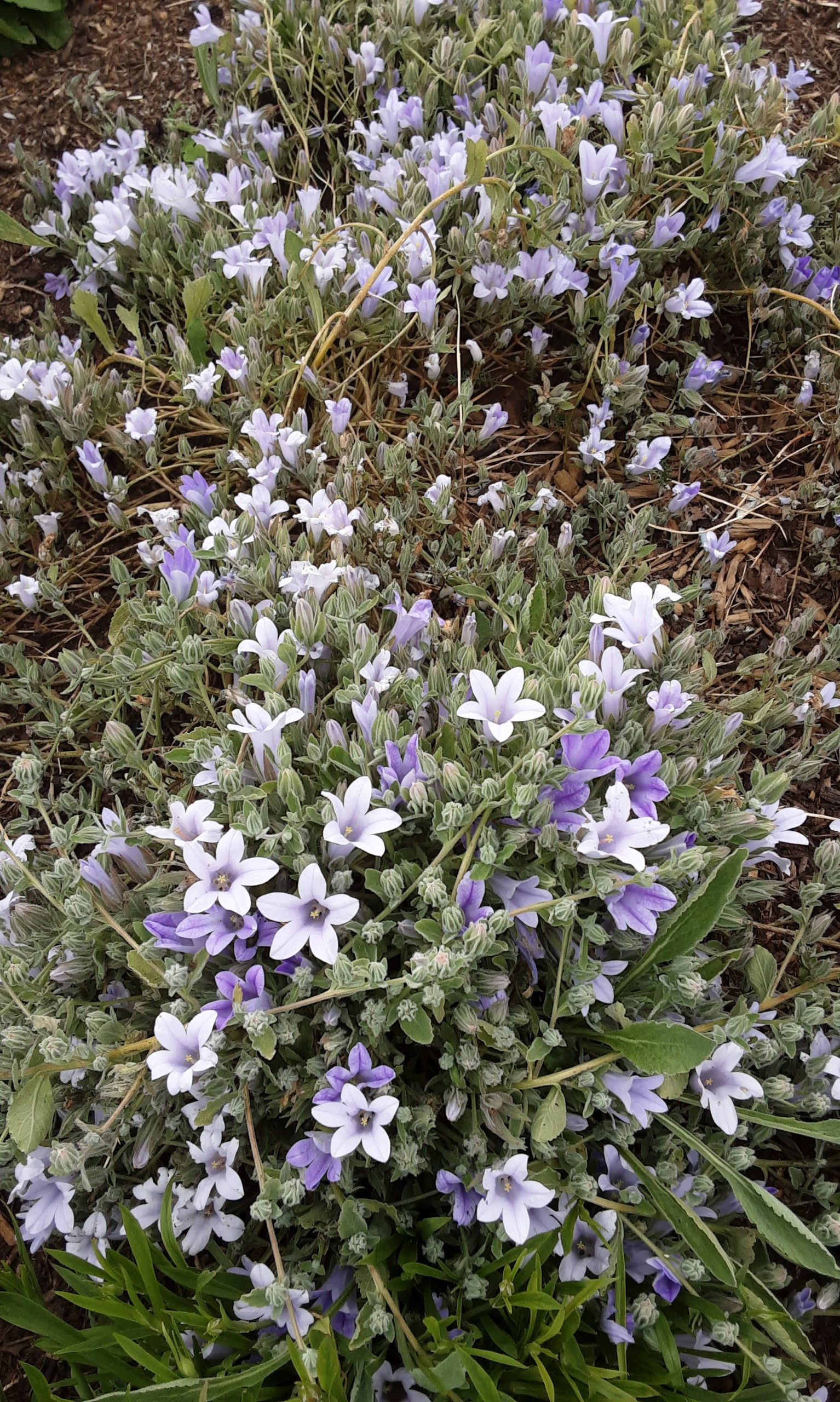 Campanula celsii - Perennial Plant