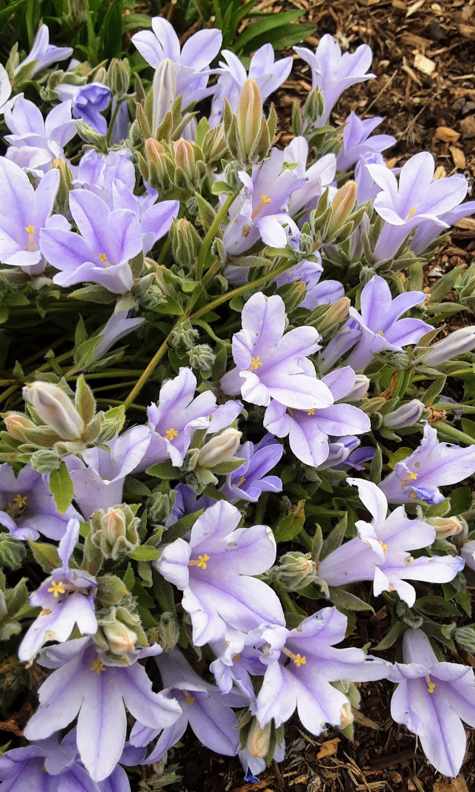 Campanula celsii - Perennial Plant