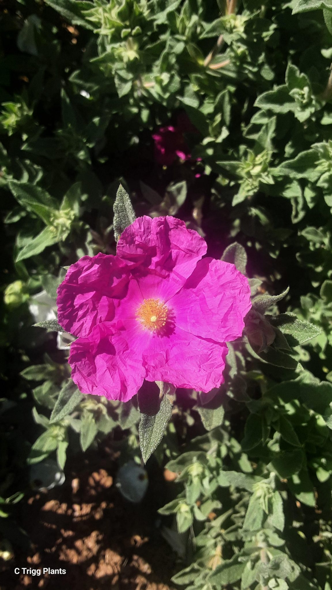 Cistus Sunset (Rock Rose) in 50mm Forestry Tube – Trigg Plants