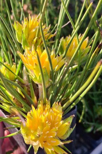 Conostylis juncea Australian native plant