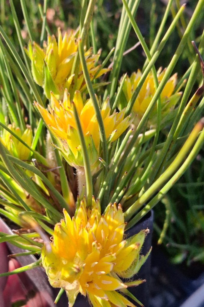 Conostylis juncea Australian native plant