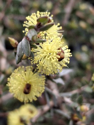 Conothamnus aureus Australian native plant