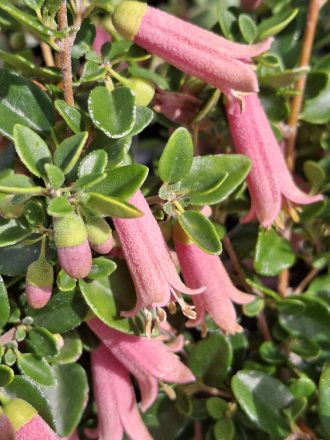 Correa pulchella Little Cate - Australian Native Plant