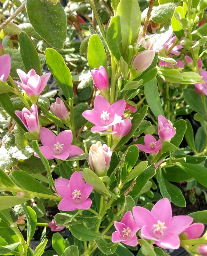 Crowea Poorinda Ecstasy - Australian Native Plant