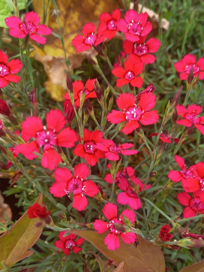 Dianthus deltoides Carmine Red in 50mm Forestry Tube