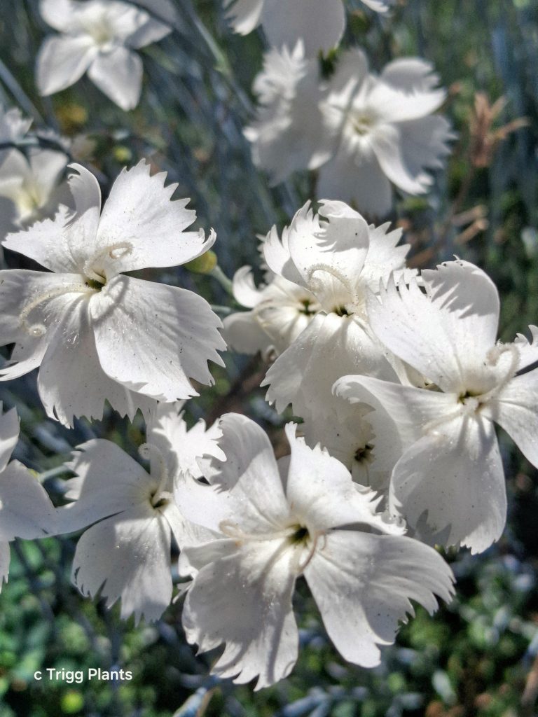 Dianthus masmenaeus - Perennial Plant