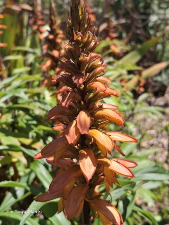 Digitalis canariensis perennial plant